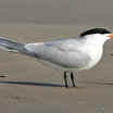 Royal Tern